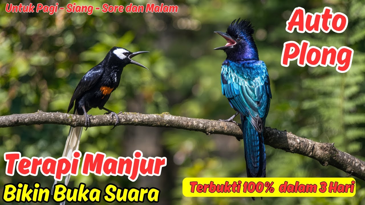 Pancingan Murai Batu Isian Tajam Bikin Jadi Fighter