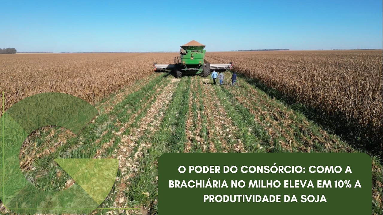 O PODER DO CONSÓRCIO: COMO A BRACHIÁRIA NO MILHO ELEVA EM 10% A PRODUTIVIDADE DA SOJA