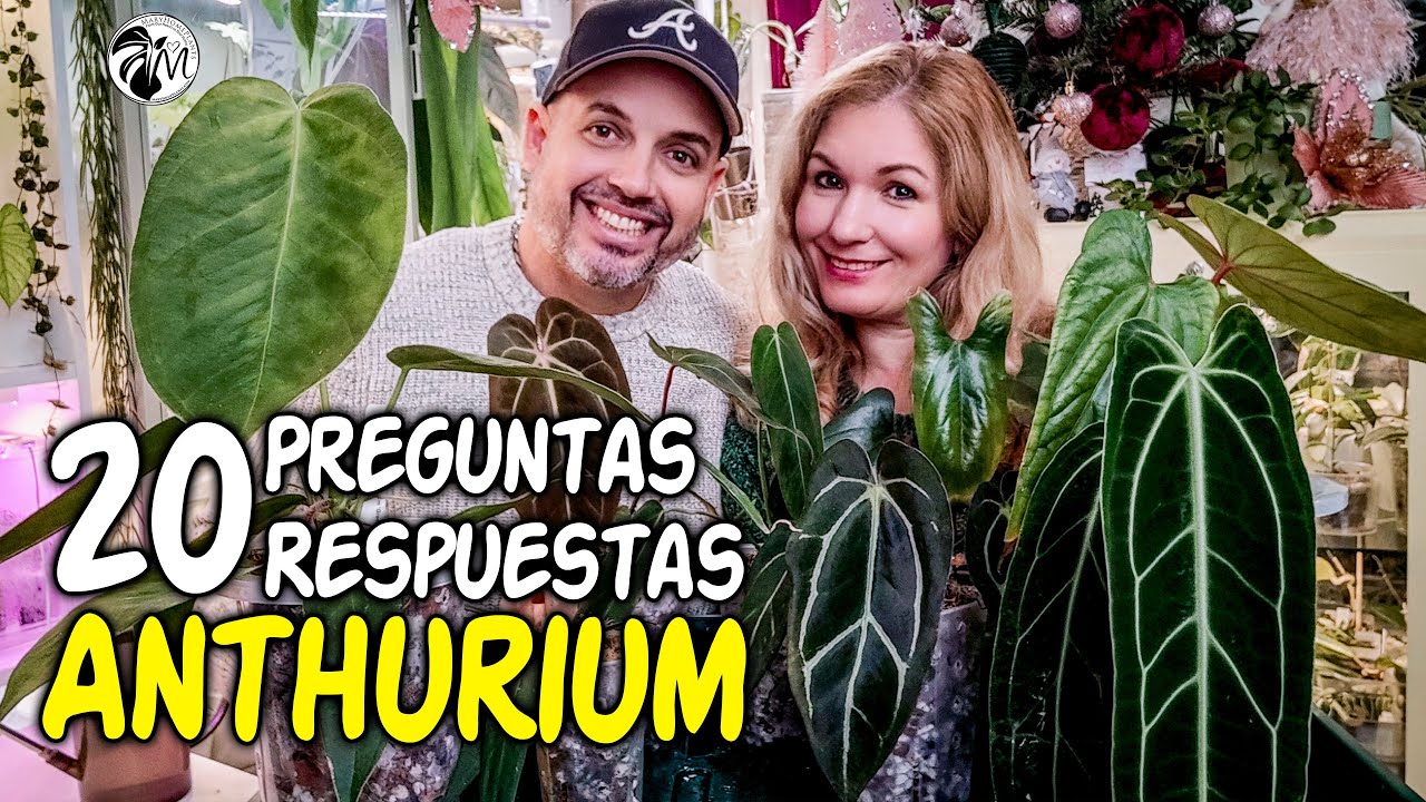 🎥 WOW! Trasplantamos 8 Anthurium RAROS y Respondemos 20 Preguntas 🔥🌿@MaryHomePlants