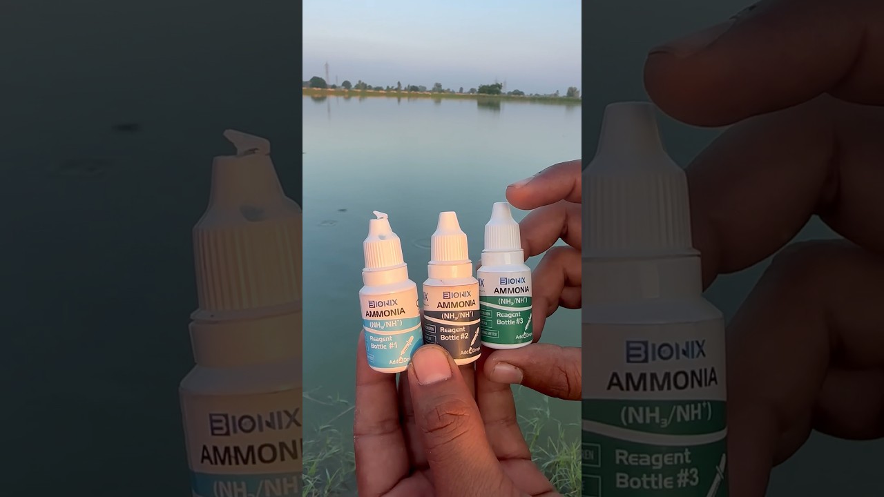 How to test  ammonia level in fish pond #fishfarmer #fishfarming #fish #ammonia