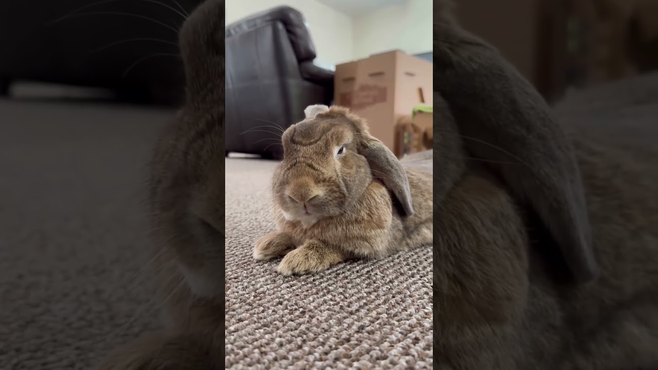 Bunny relaxing position: Superbun #shorts