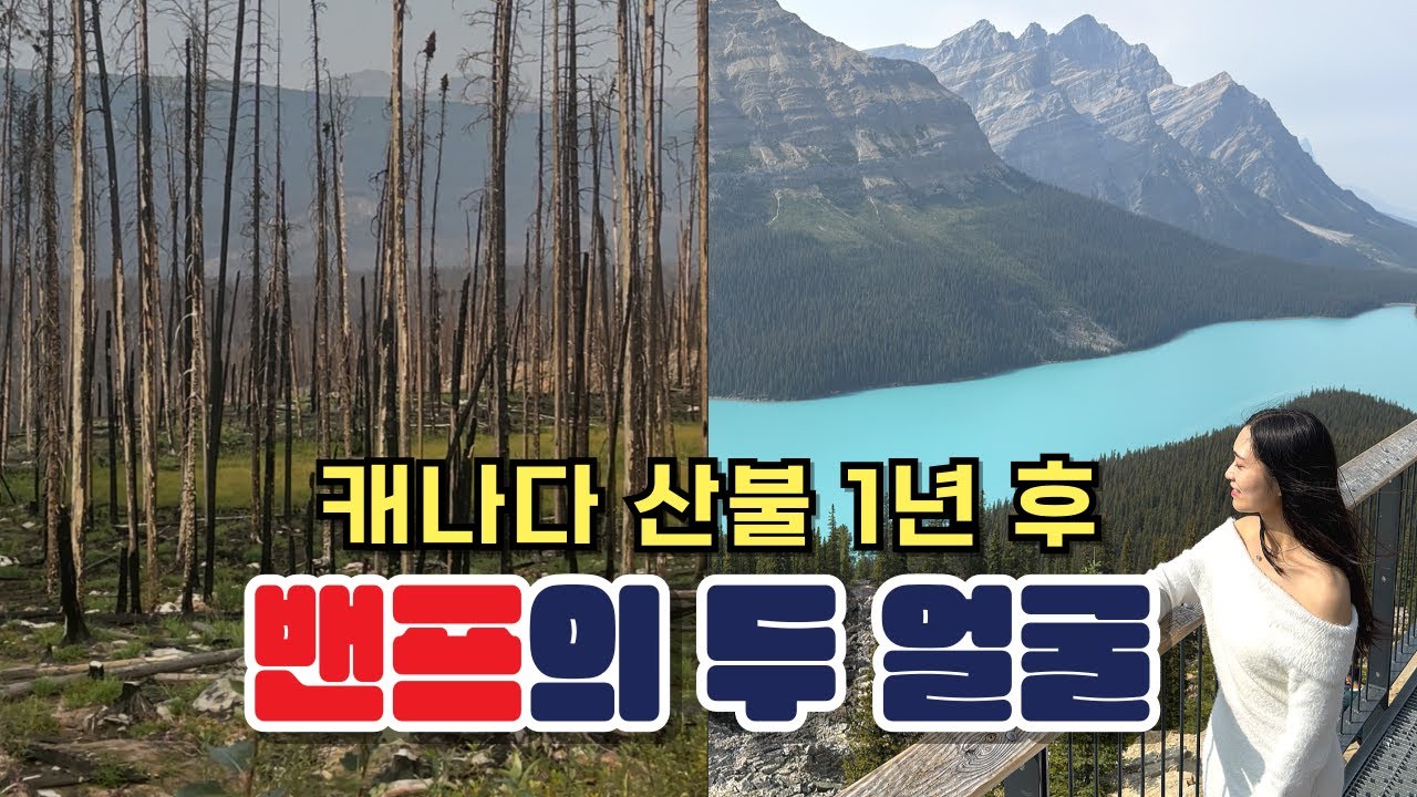 캐나다 현실? 밴프 산불 1년 후, 직접 가봤습니다