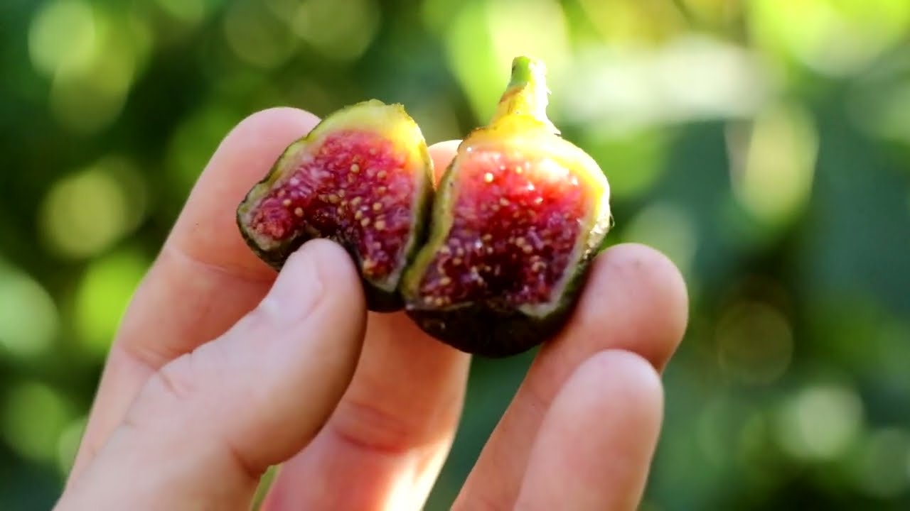 San Biagio | Very Early & Cherry-like Tasting Figs