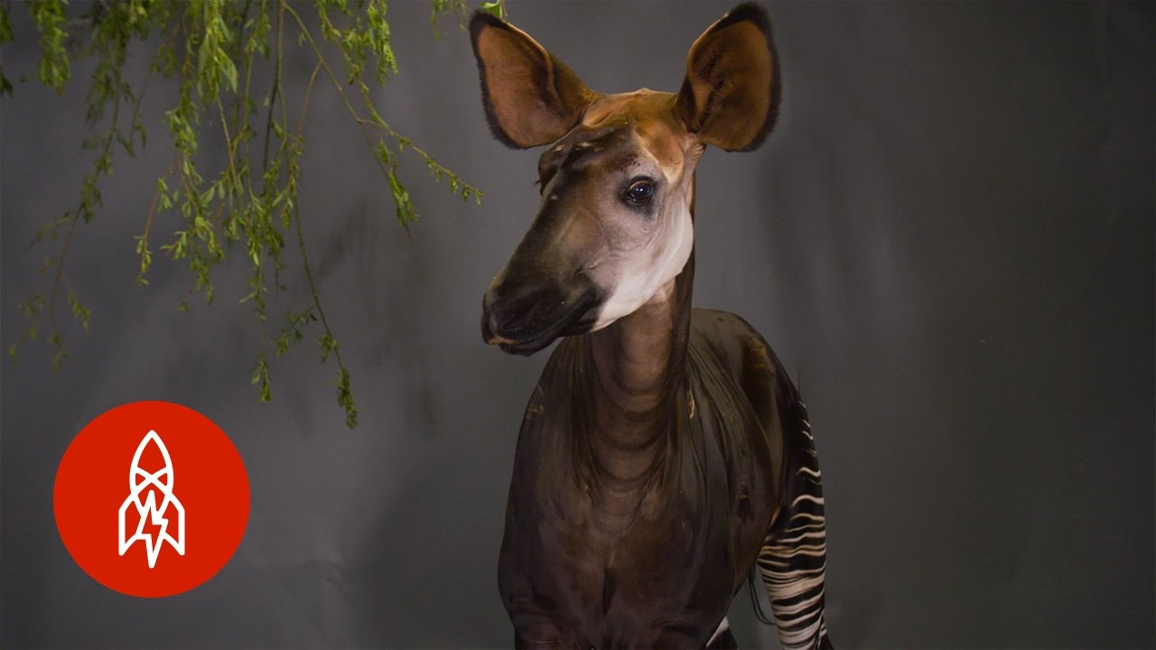 The Only Relative of the Giraffe Looks Like a Zebra