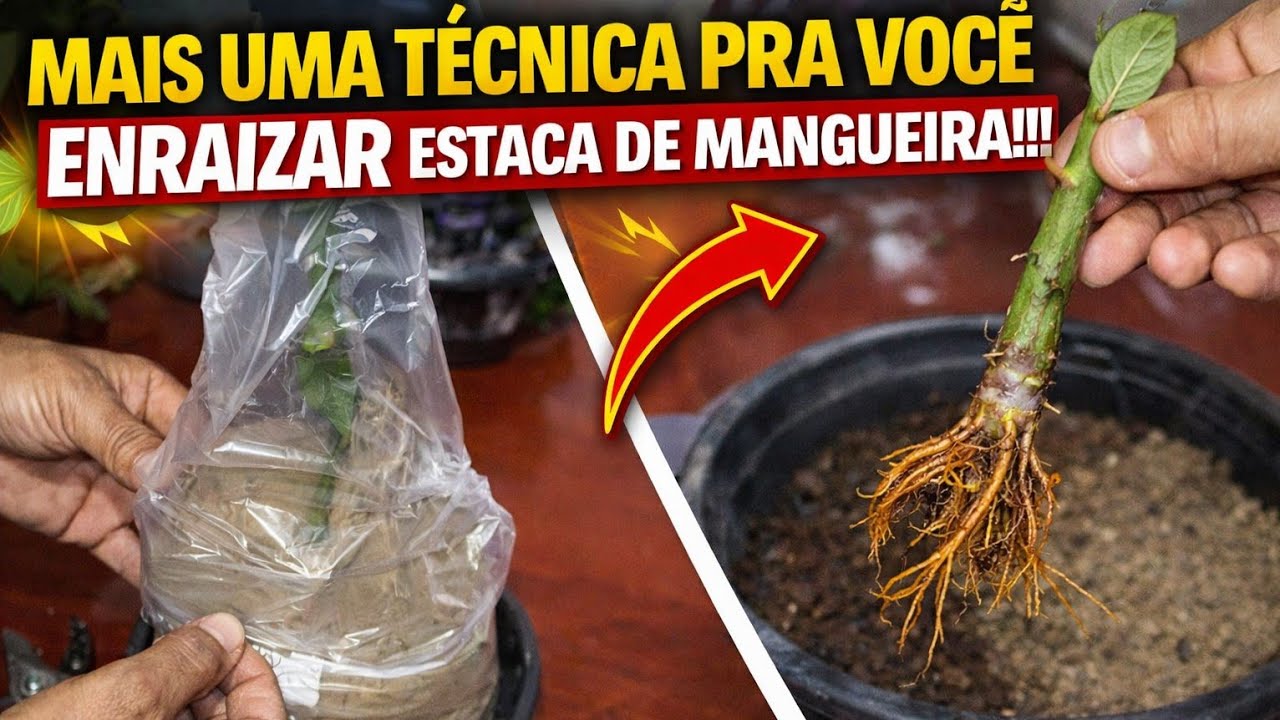 MAIS UMA TÉCNICA PRA VOCÊ ENRAIZAR ESTACA DE MANGUIERA!!!