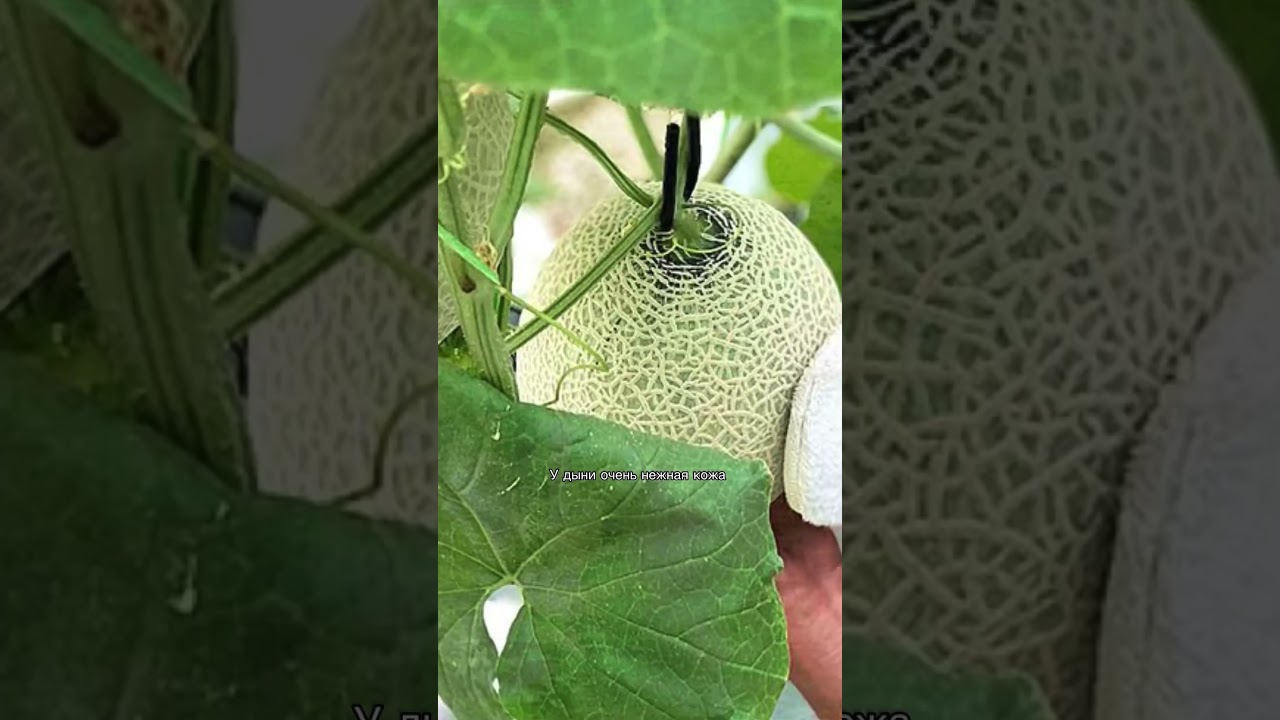 Интересное!Самый дорогой фрукт в мире &mdash; дыня Yubari!!!#food #дыня #melon