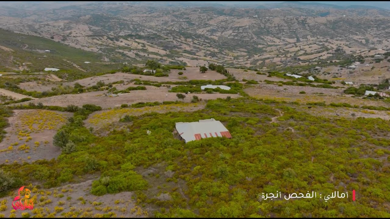 ﺃﻣﺎﻻﻱ - الفحص أنجرة