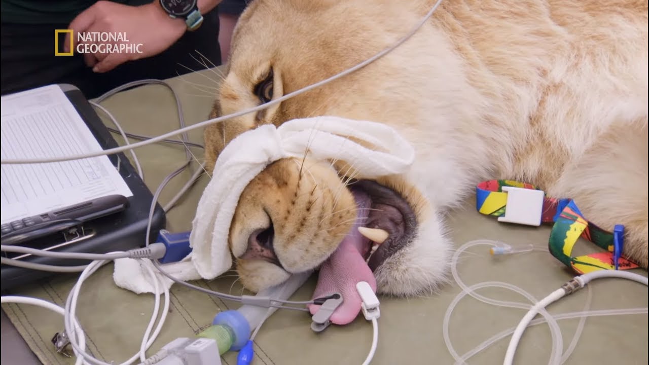 Musieli działać szybko zanim pacjent wybudzi się z narkozy [Weterynarze w krainie kangurów]