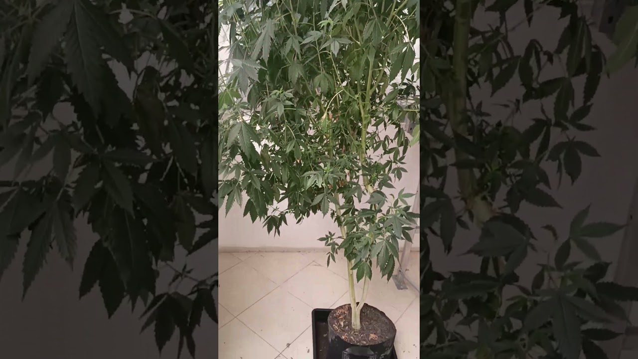 How should I do this mother plant 🌵 #cannabisgrowth #plantcare #watertips #plant