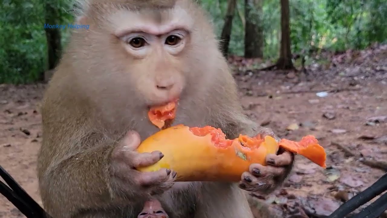 Feeding papaya fruit! Rose love like eat looks at yummy