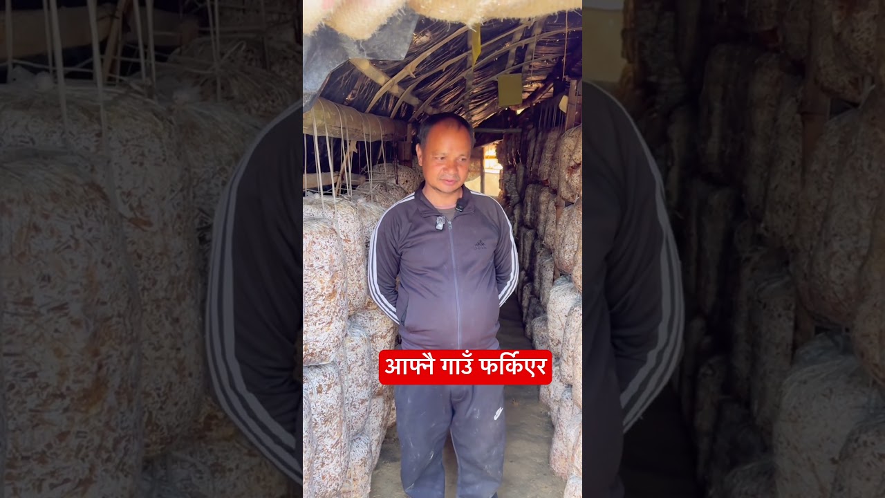 Gau Ma Farkiyera #village #gulmi #villagelife #nepal