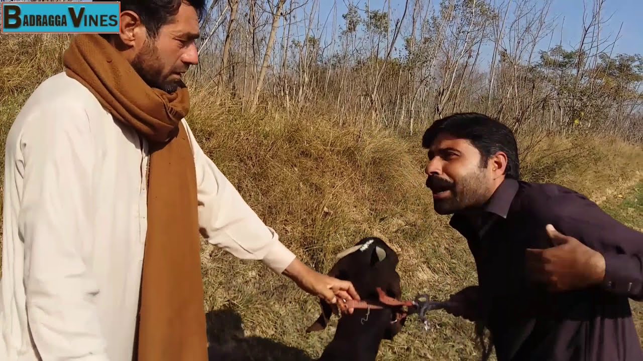 Pa Chelai Jagara | Pashto New Funny Video 2020 | Badragga Vines