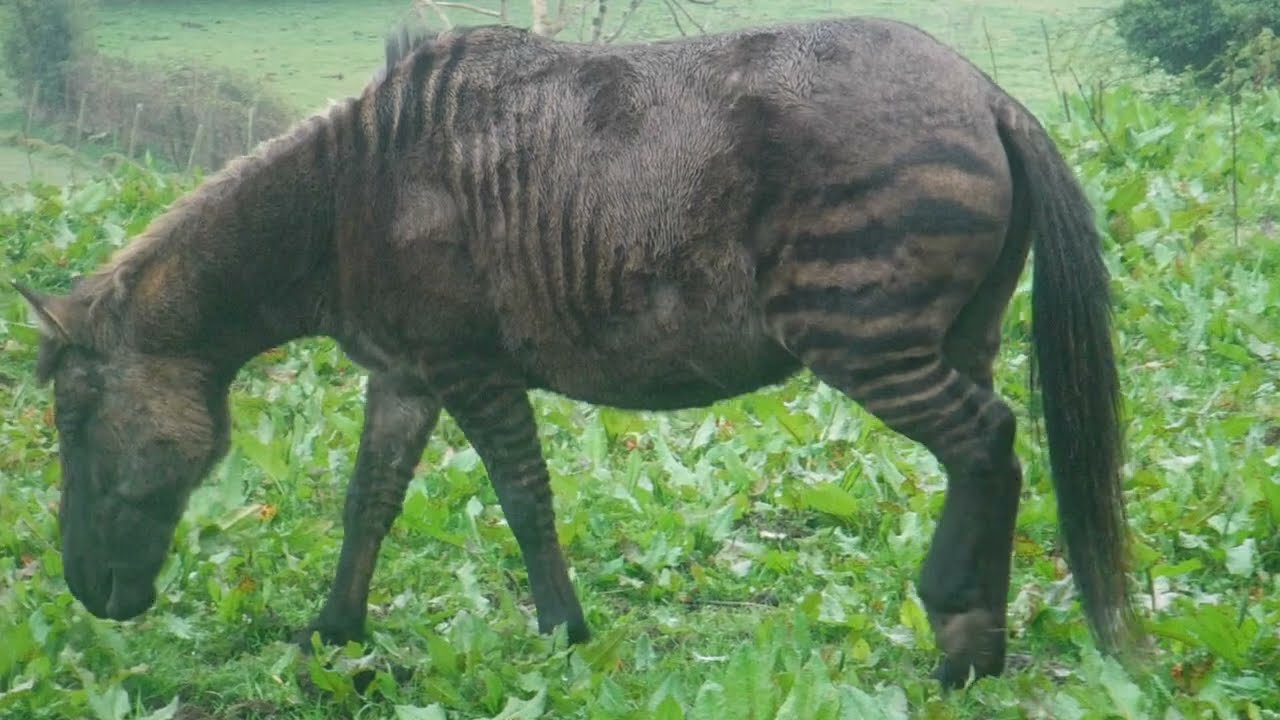 A wee zebra-horse (zorse)  and pony at Kirkend, Whiting Bay Arran@davetheraverovingtherock