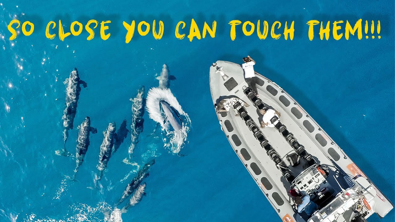 Невероятный опыт наблюдения за китами 🐳 На Мадейре есть ВСЕ!