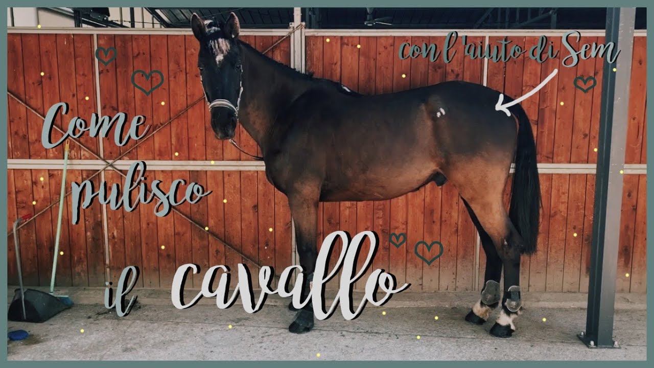 Come pulisco il cavallo- Vlog in maneggio♡
