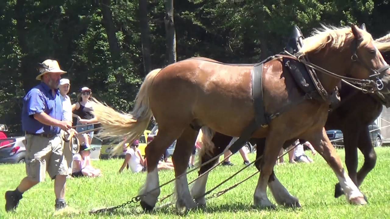 Fuhrmannstag 2016 Neuhausen ob Eck