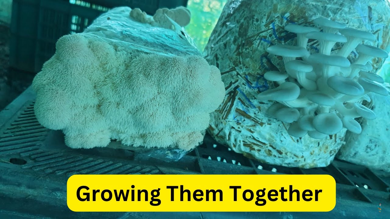 Growing Lion's Mane Mushroom in a Small Hut - Low Tech Farming