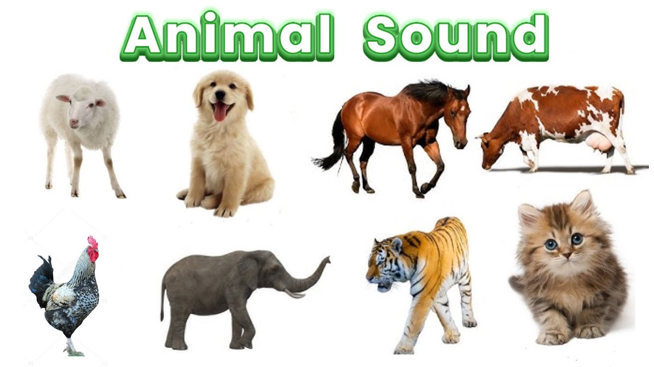 Animal name and their Sound 🔊 | with real picture 