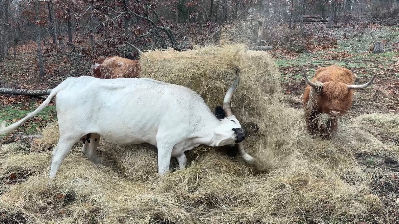 Steer Goes Crazy!