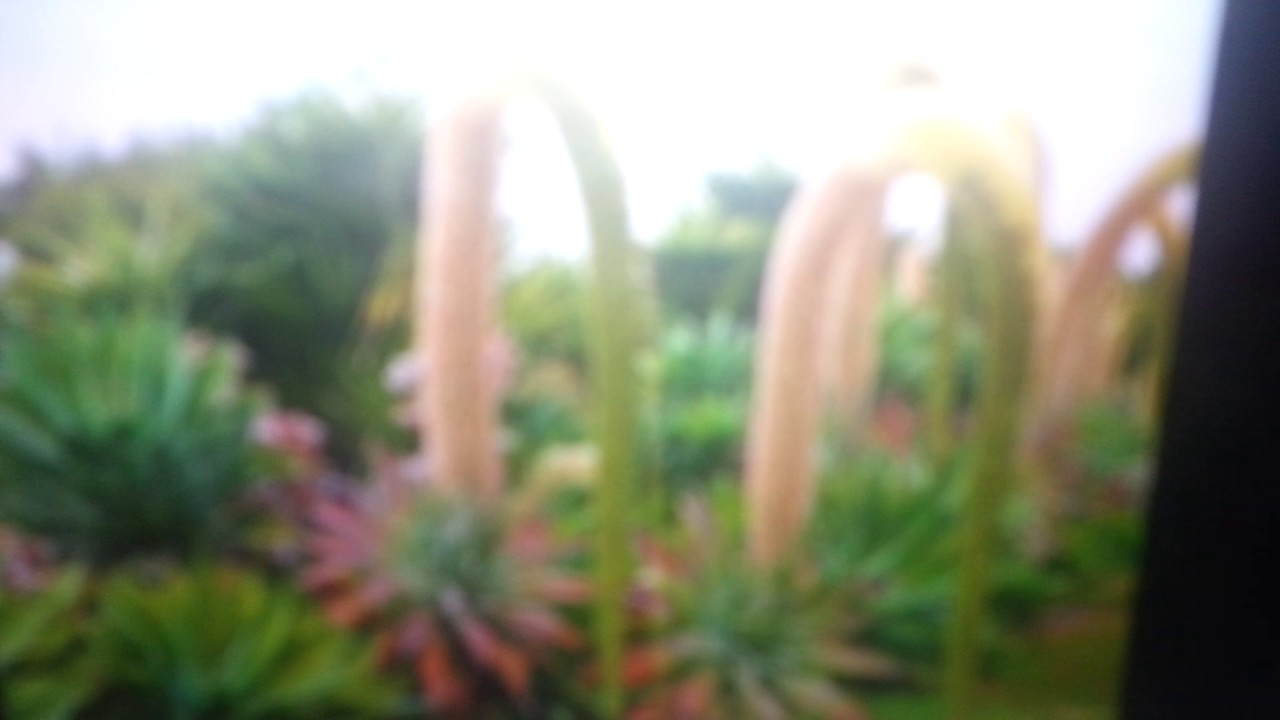 Ten plants you can't kill