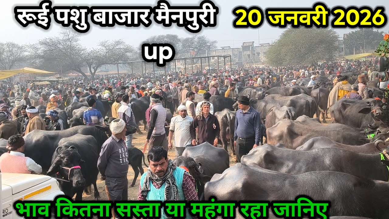 rui pashu mandi ll 20 जनवरी 2026 ll रूई पशु मंडी ll आज का भाव जानिए कितना कम या ज्यादा रहा 