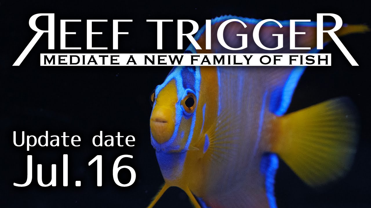 カリブ/クィーンエンゼル　Mサイズ　REEF-TRIGGER