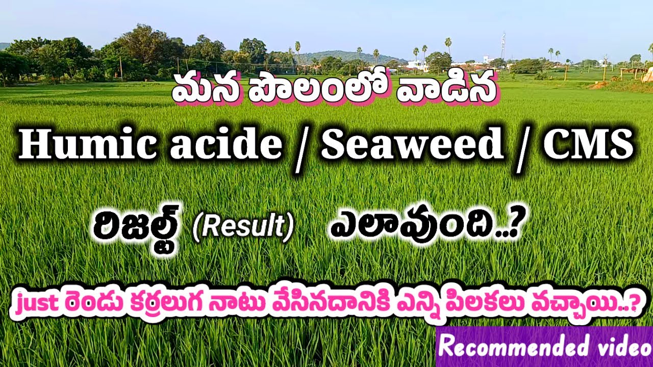 Humic acide & Seaweed, Cms వాడిన పొలం ఏవిధంగా ఉంది | Seaweed & Humic Result | ఎన్ని పిలకలు వచ్చాయి