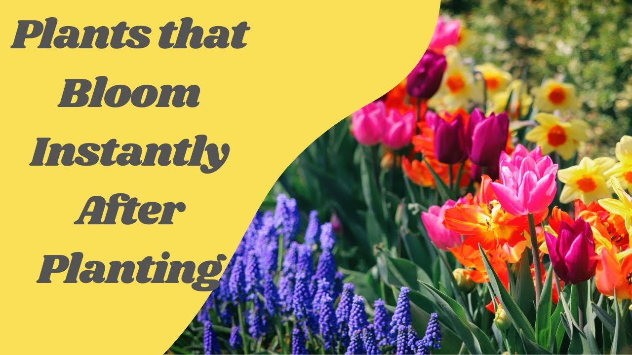 17 Plants that Bloom Instantly After Planting in Home and Garden
