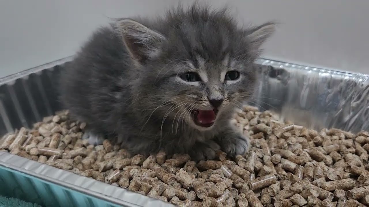 Worley adjusting to the litter pan :(