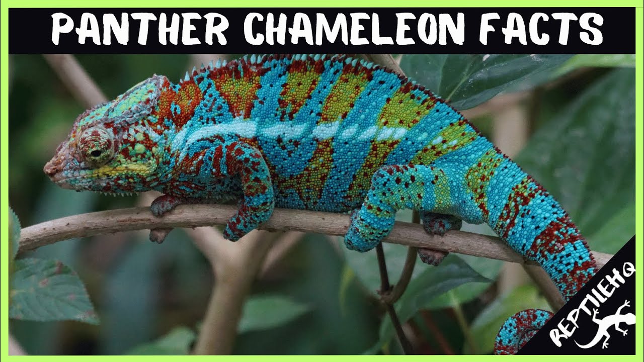 10 Panther Chameleon Facts You Might Not Know!