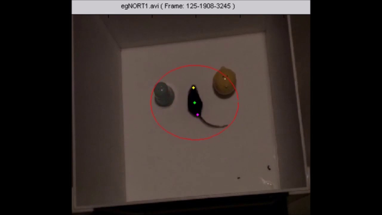Video tracking of novel object recognition test