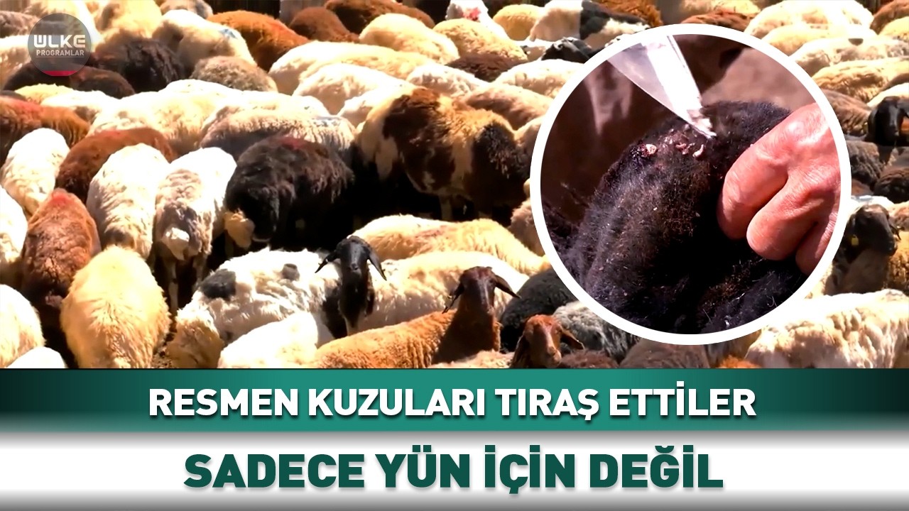 Resmen Kuzuları Tıraş Ettiler Sadece Yün İçin Değil