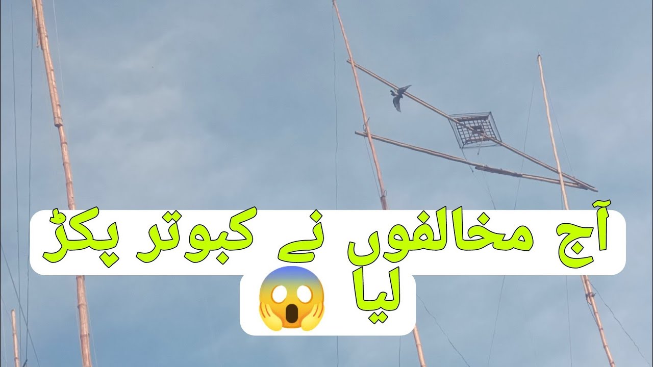 آج بڑے جال پر جنگلی کبوتر بیٹھا پر  پکڑ مخالف نے لیا😱
