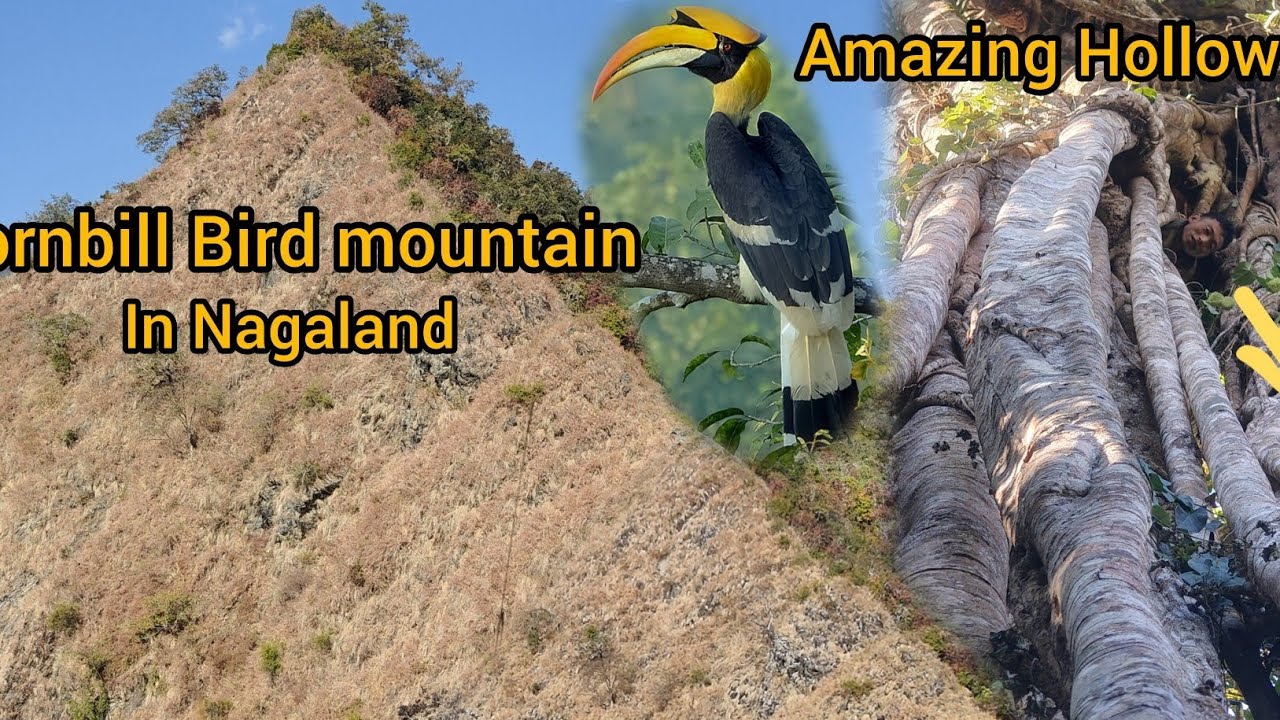  Hornbill Bird mountain//Amazing Hollow Tree In Nagaland//