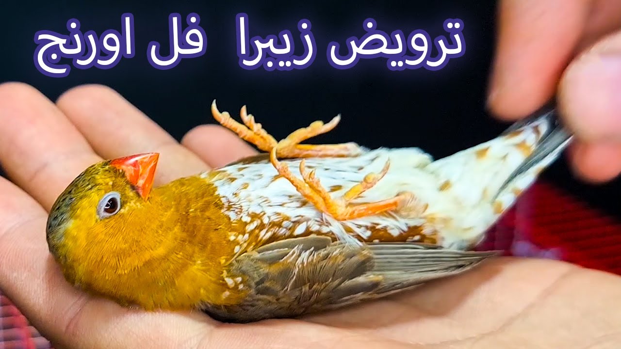 ترويض ذكر طائر زيبرا فل اورنج بشكل كامل من الصفر و تدريبه على الصعود على اليد و الثبات عليها