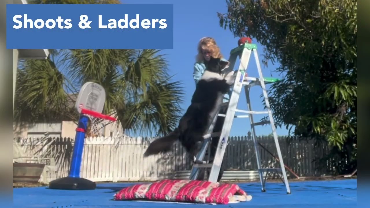 2026 ITDC Task 5 - Ready, Set, Paw