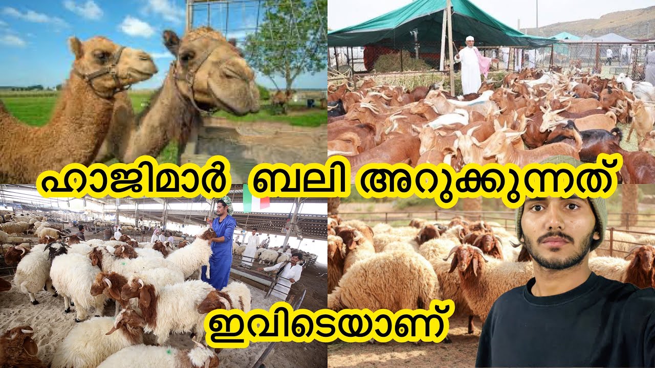 ഹാജിമാർ ബലി അറുക്കുന്നത് ഇവിടെ വെച് | മക്കയിലെ ഏറ്റവും വലിയ അറവ് ശാല |