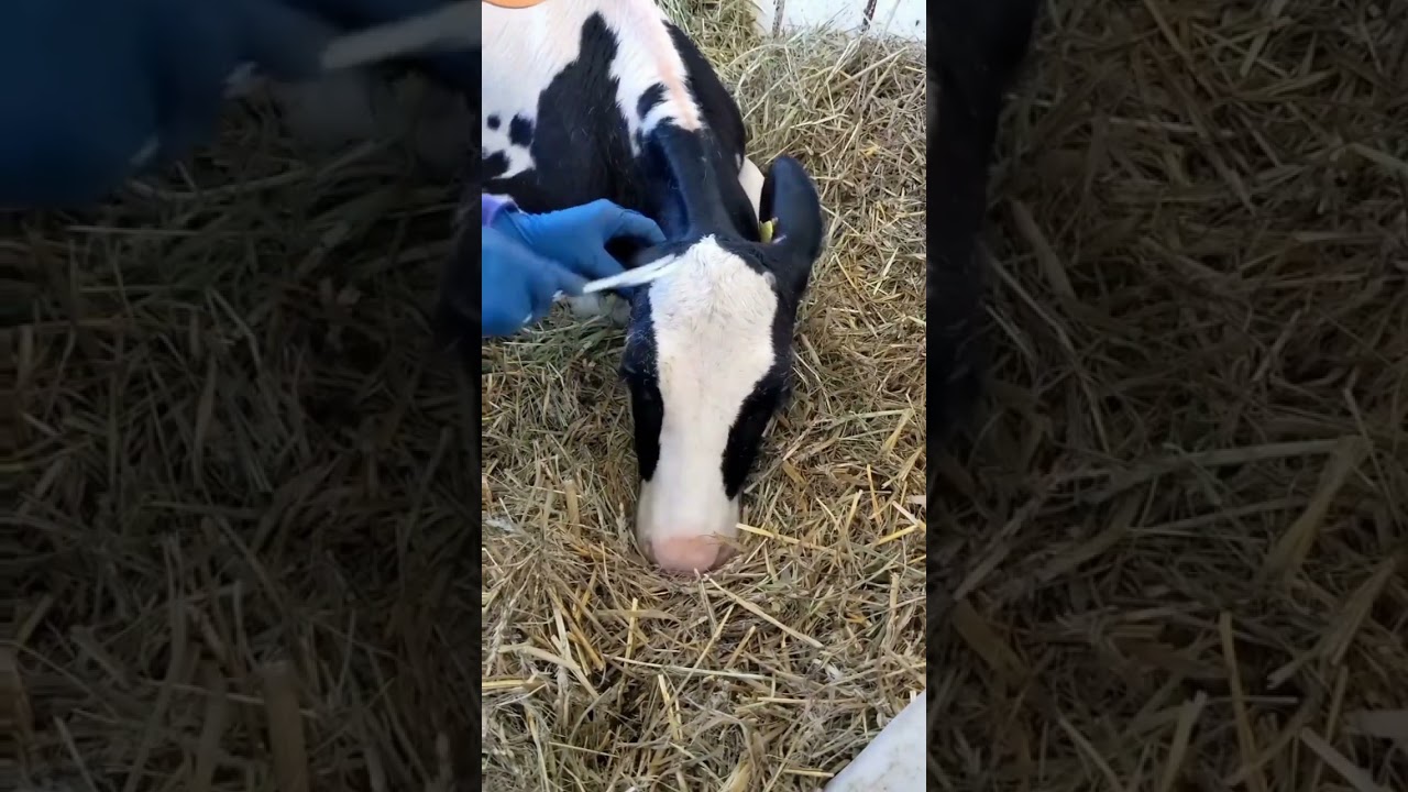 ➡️ Dehorning of calf using paste. #calf #animals #veterinary #vets #cattle #dairy #dehorning