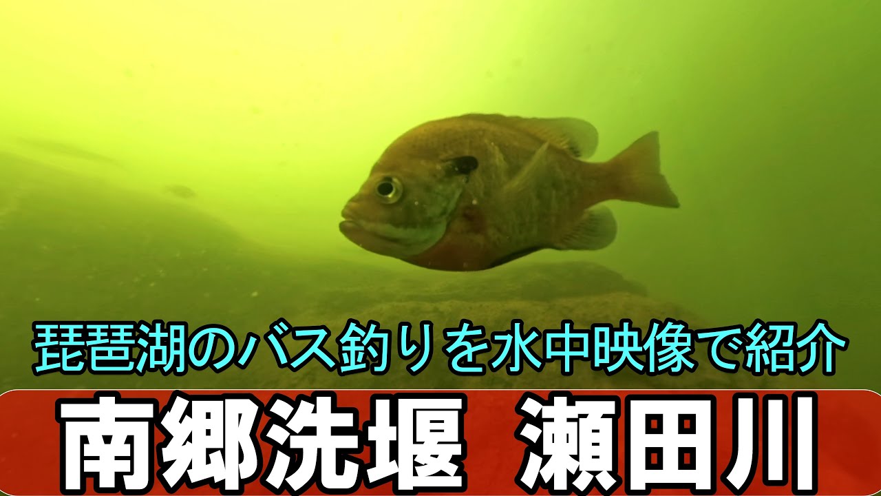 南郷洗堰周辺のバス釣りポイントを水中動画で紹介！琵琶湖の瀬田川のポイントがわかる！