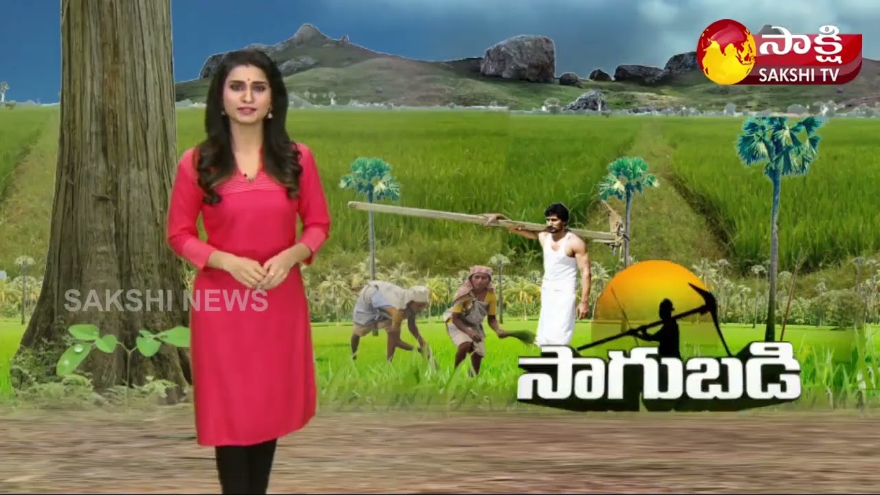 Anjura Cultivation and Profits   2