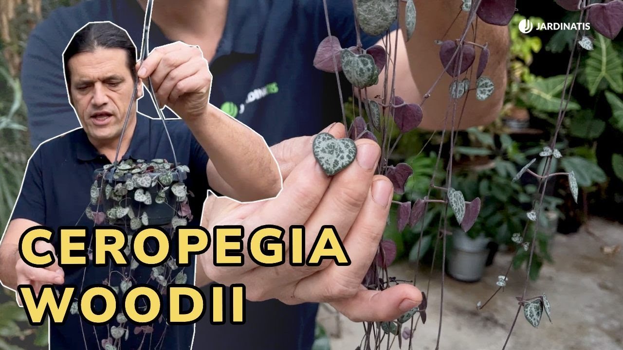 CEROPEGIA WOODII o Rosario de corazones - Cuidados y Propagación // Jardinatis