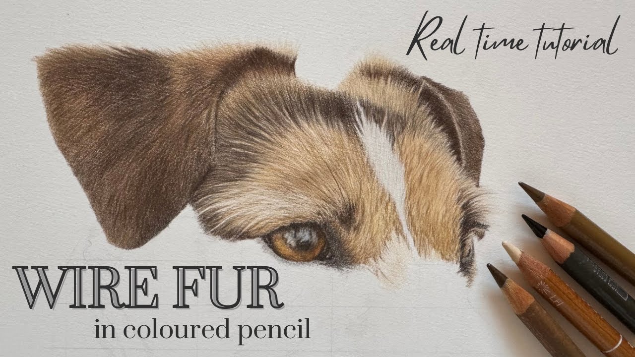 How to Draw a Jack Russell Terrier | Wire Fur in Coloured Pencil | Rough Fur Drawing Tutorial