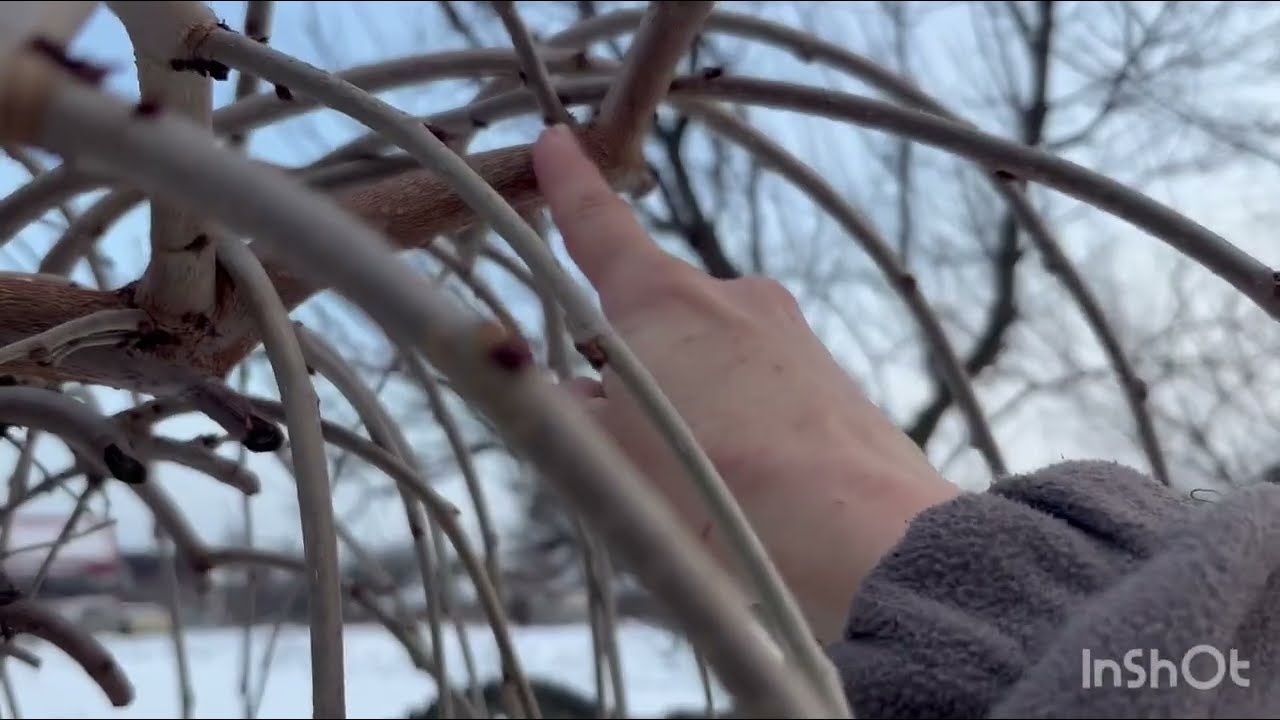 Відкриваю сезон!Обрізаю шовковицю та хакуро-нішики🌳Весна близько 😊