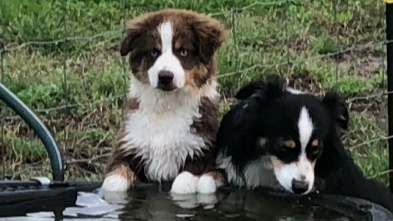 Building Confidence in your Miniature Australian shepherd puppy vs Socialization