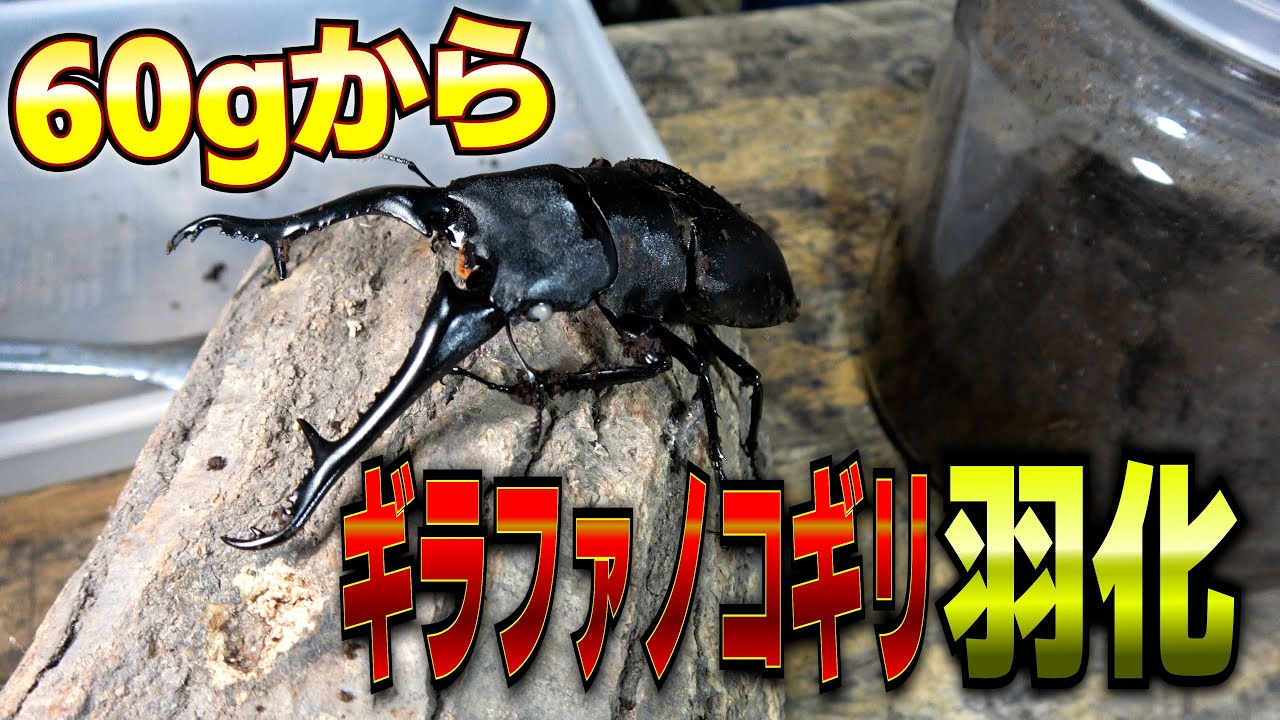 特大のノコギリクワガタが羽化しました