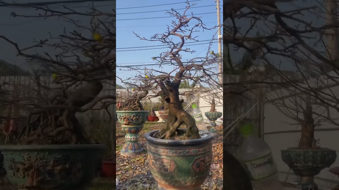 Tứ qu&yacute; gh&eacute;p C&uacute;c Bonsai #leviet #maivang #maivangbonsai #maituquy #maibonsai