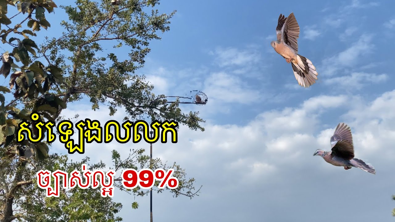 សំឡេងលលក The sound of a dove