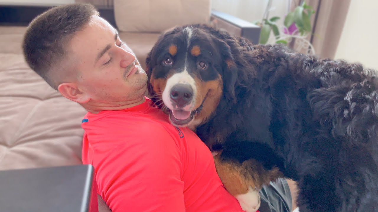What does the Bernese Mountain Dog do to get the owner's attention