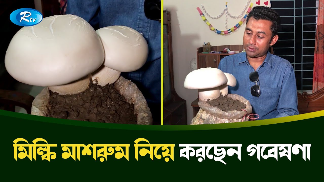 মিল্কি মাশরুম কি? যেভাবে চাষ করবেন মিল্কি মাশরুম | Milky Mushroom | Calocybe indica | Rtv Krishi