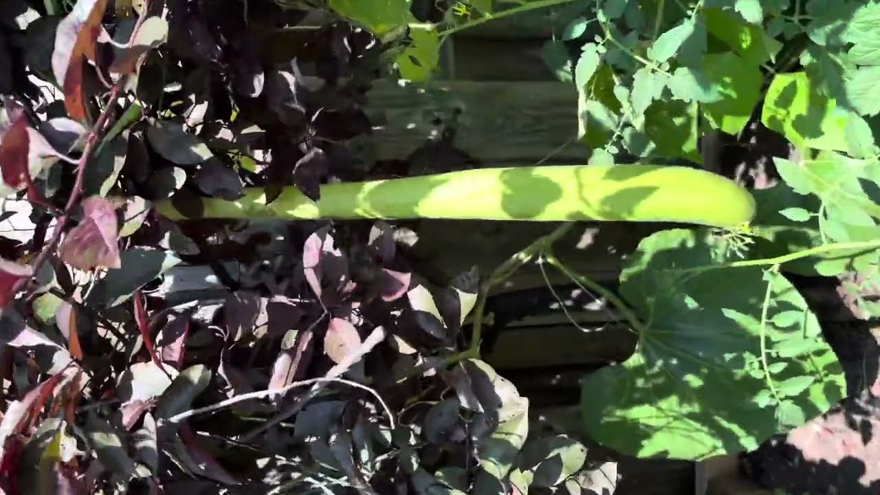 My first small desi garden in Canada#gardening #garden 
